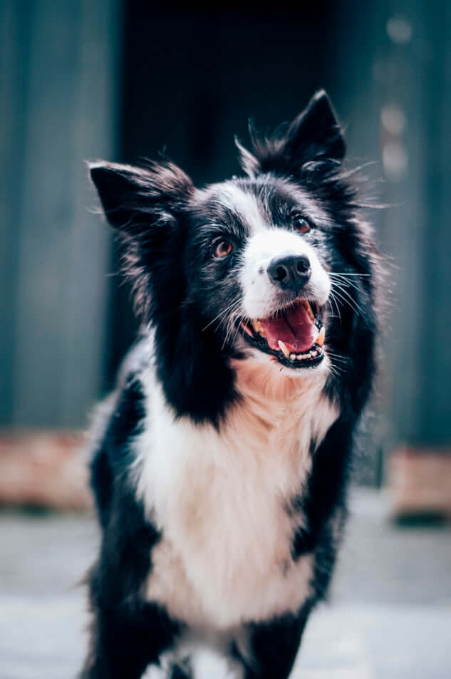 inspiringlife.pt - Estudo prova que os humanos gostam mais de cachorros do que de outras pessoas