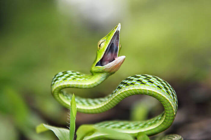 inspiringlife.pt - 25 fotos adoráveis que vão acabar com o teu medo de cobras