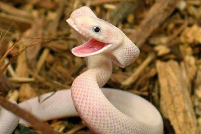 inspiringlife.pt - 25 fotos adoráveis que vão acabar com o teu medo de cobras