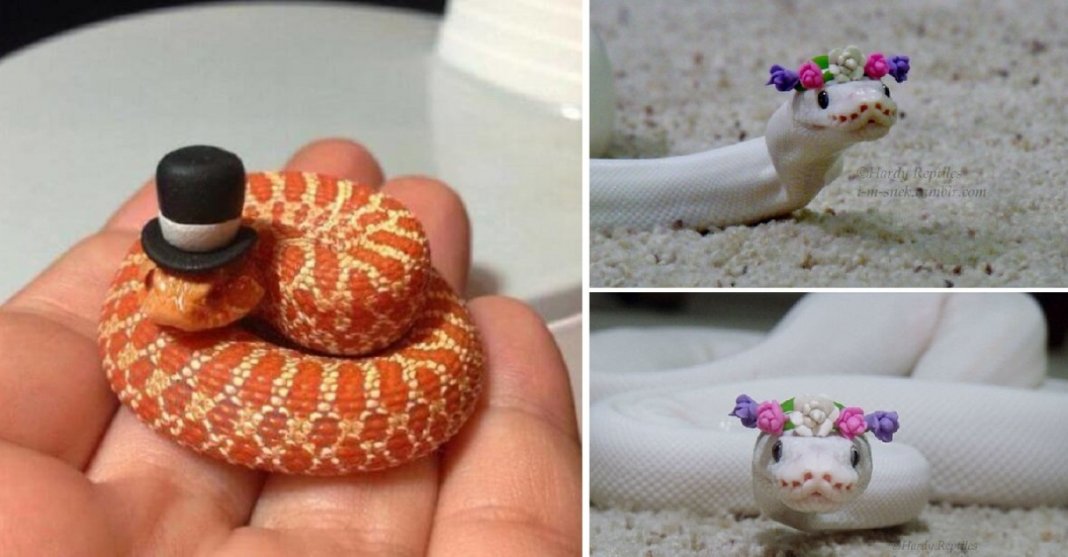 25 fotos adoráveis que vão acabar com o teu medo de cobras