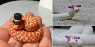 25 fotos adoráveis que vão acabar com o teu medo de cobras