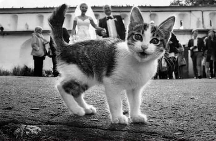 inspiringlife.pt - 28 fotos de casamento "invadidas" por emplastros hilariantes