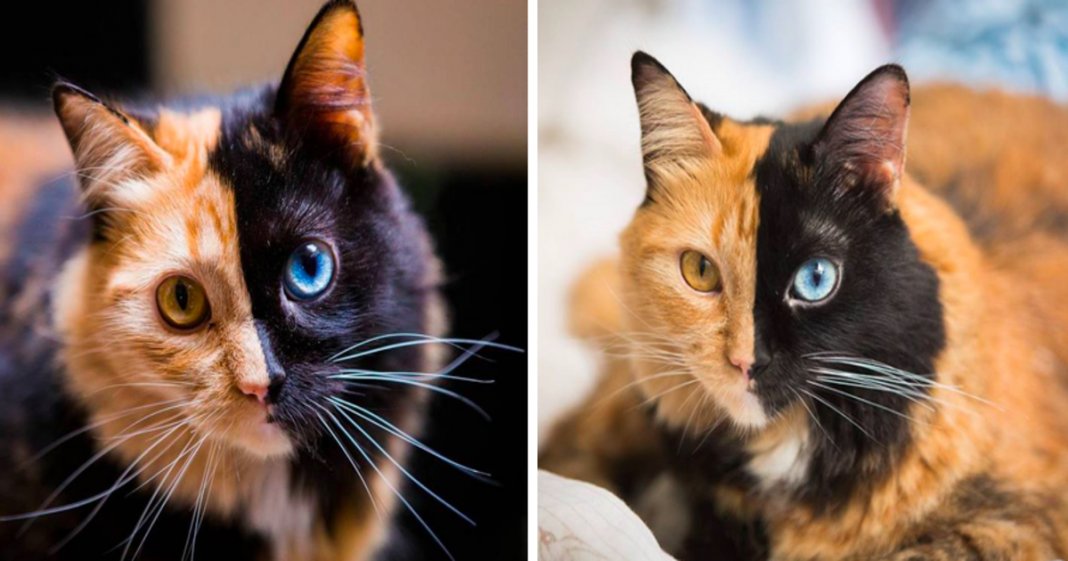 Gatinha Quimera, o acidente da natureza mais fofo de sempre