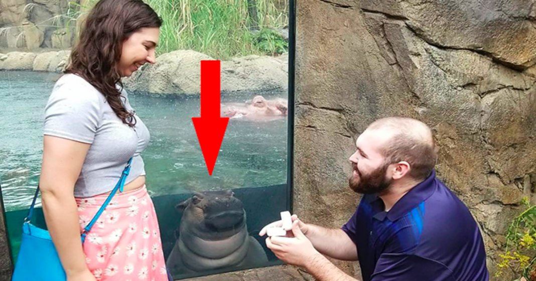 Hipopótamo “invade” foto de pedido de casamento e torna o momento mais especial