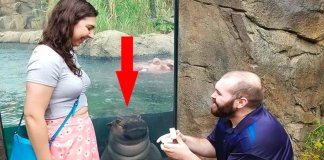 Hipopótamo “invade” foto de pedido de casamento e torna o momento mais especial
