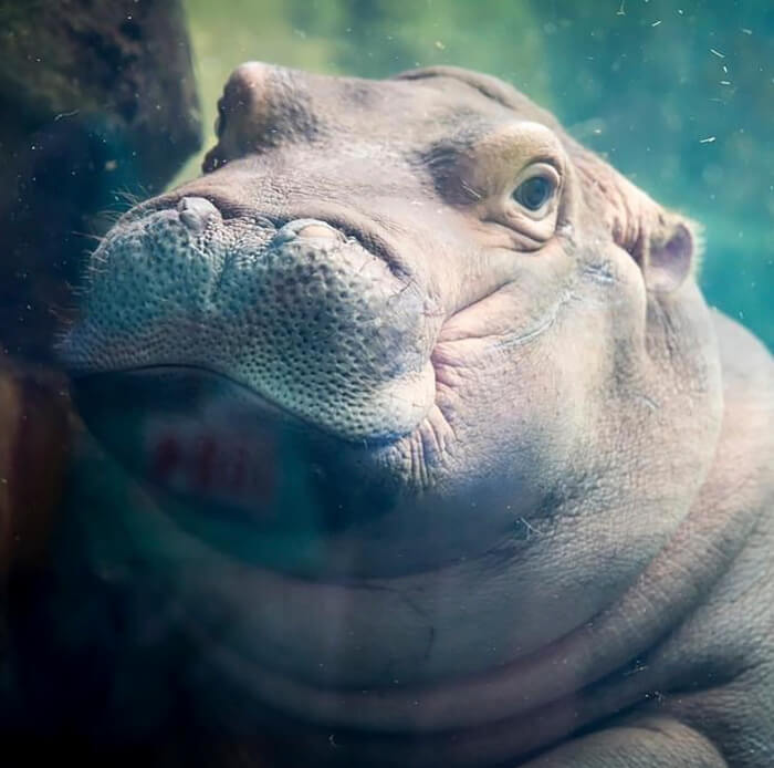 inspiringlife.pt - Hipopótamo "invade" foto de pedido de casamento e torna o momento mais especial