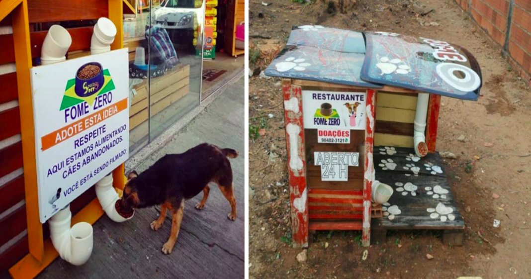 Homem brasileiro constrói “restaurantes” para cachorros abandonados na rua