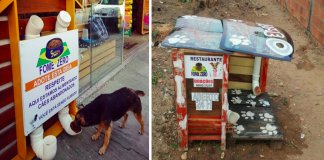 Homem brasileiro constrói “restaurantes” para cachorros abandonados na rua