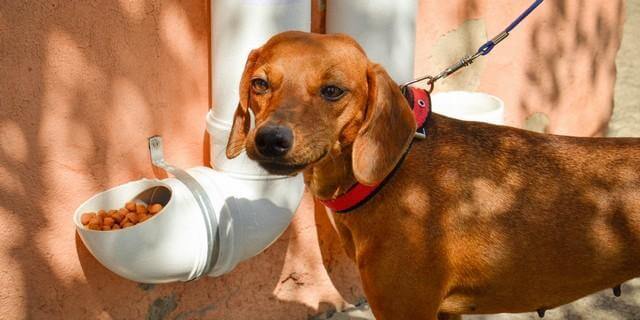 inspiringlife.pt - Iniciativa instala comedouros e bebedouros públicos para cães abandonados
