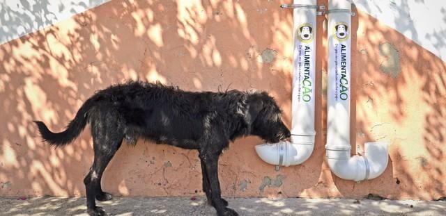 inspiringlife.pt - Iniciativa instala comedouros e bebedouros públicos para cães abandonados