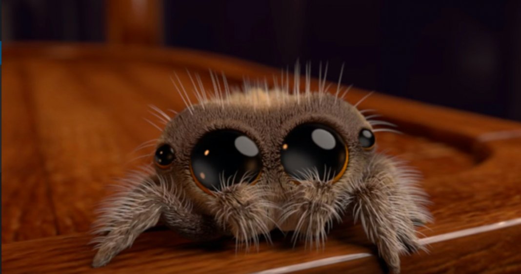 Lucas, a aranha mais fofa que vai curar a tua fobia de aracnídeos