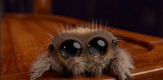 Lucas, a aranha mais fofa que vai curar a tua fobia de aracnídeos