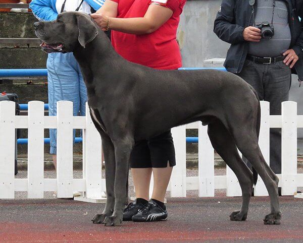 inspiringlife.pt - 25 raças de cachorros mais maciços que te vão esmagar de fofura