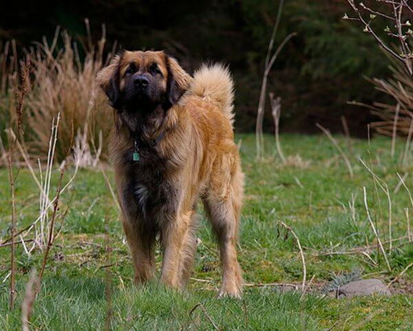 inspiringlife.pt - 25 raças de cachorros mais maciços que te vão esmagar de fofura