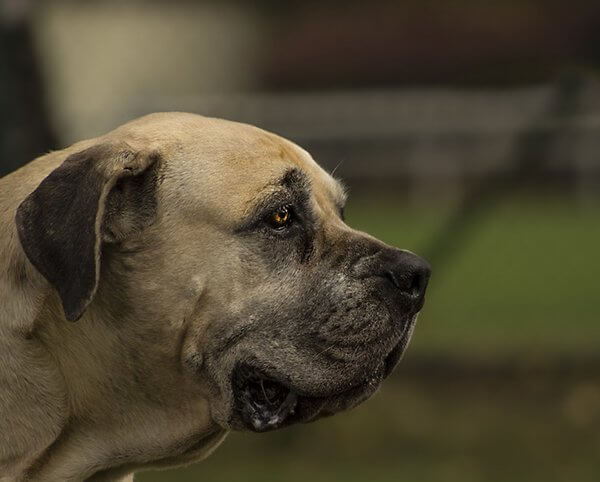 inspiringlife.pt - 25 raças de cachorros mais maciços que te vão esmagar de fofura