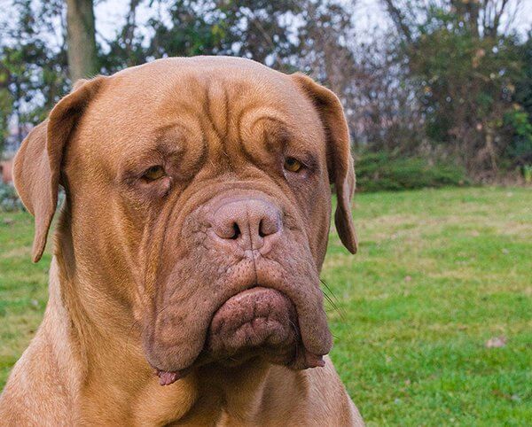 inspiringlife.pt - 25 raças de cachorros mais maciços que te vão esmagar de fofura