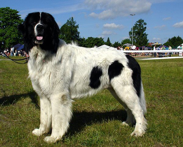 inspiringlife.pt - 25 raças de cachorros mais maciços que te vão esmagar de fofura