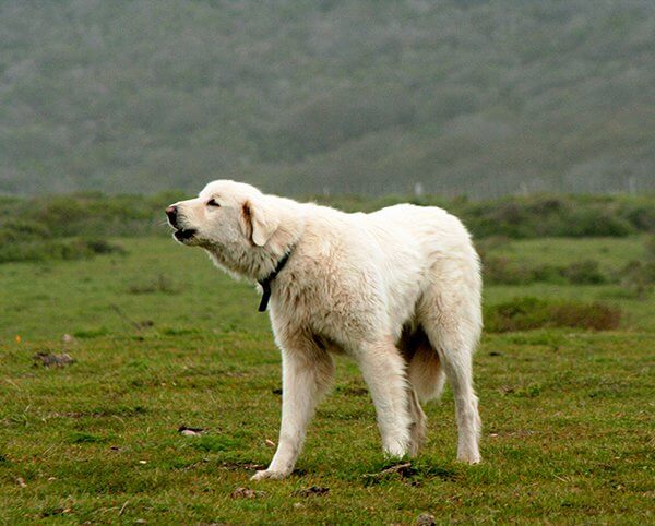 inspiringlife.pt - 25 raças de cachorros mais maciços que te vão esmagar de fofura