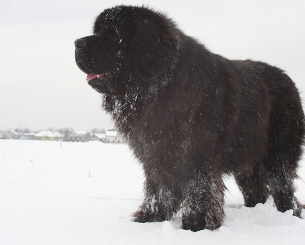 inspiringlife.pt - 25 raças de cachorros mais maciços que te vão esmagar de fofura