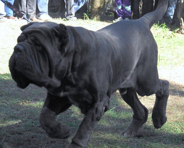 inspiringlife.pt - 25 raças de cachorros mais maciços que te vão esmagar de fofura