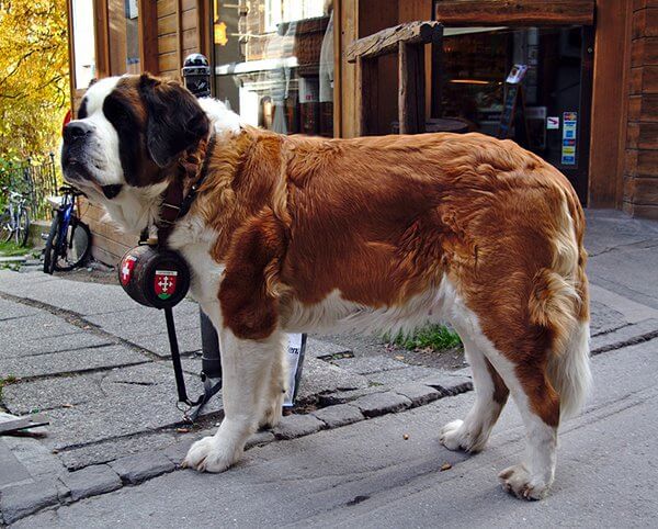 inspiringlife.pt - 25 raças de cachorros mais maciços que te vão esmagar de fofura