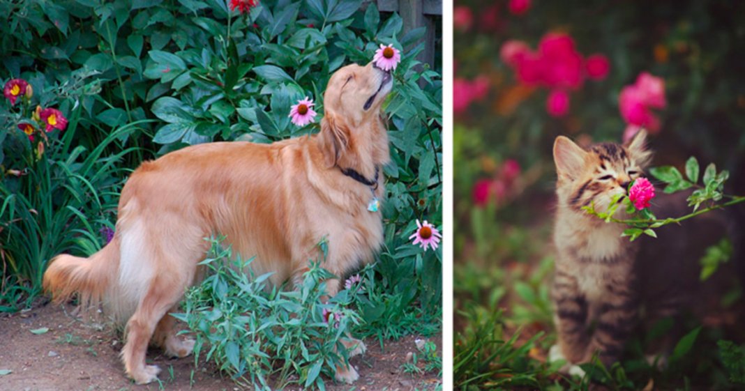 28 animais a cheirarem flores que vão tornar o teu dia muito mais feliz