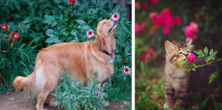 28 animais a cheirarem flores que vão tornar o teu dia muito mais feliz