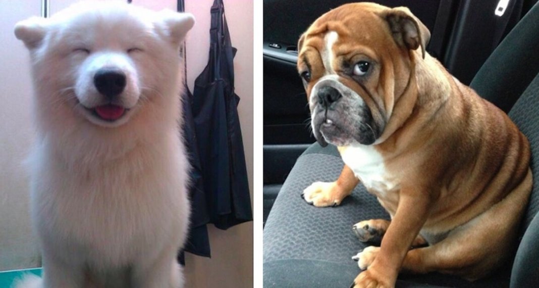 28 cachorros mais expressivos que a maioria dos humanos