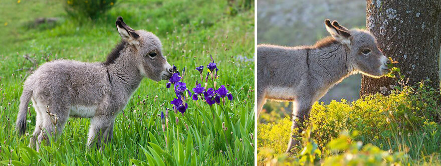 inspiringlife.pt - 28 animais a cheirarem flores que vão tornar o teu dia muito mais feliz