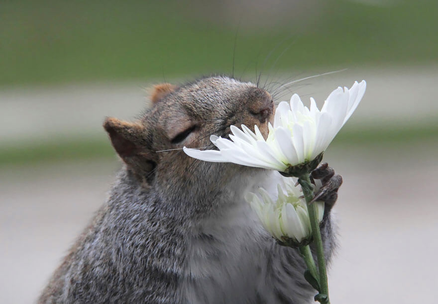 inspiringlife.pt - 28 animais a cheirarem flores que vão tornar o teu dia muito mais feliz