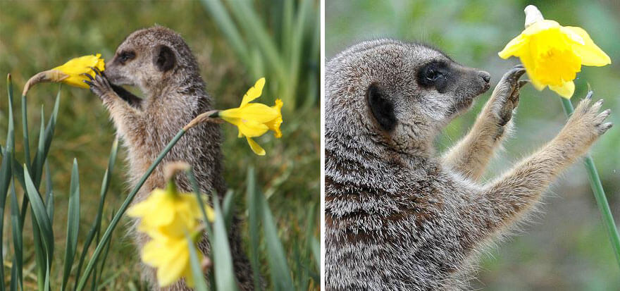 inspiringlife.pt - 28 animais a cheirarem flores que vão tornar o teu dia muito mais feliz