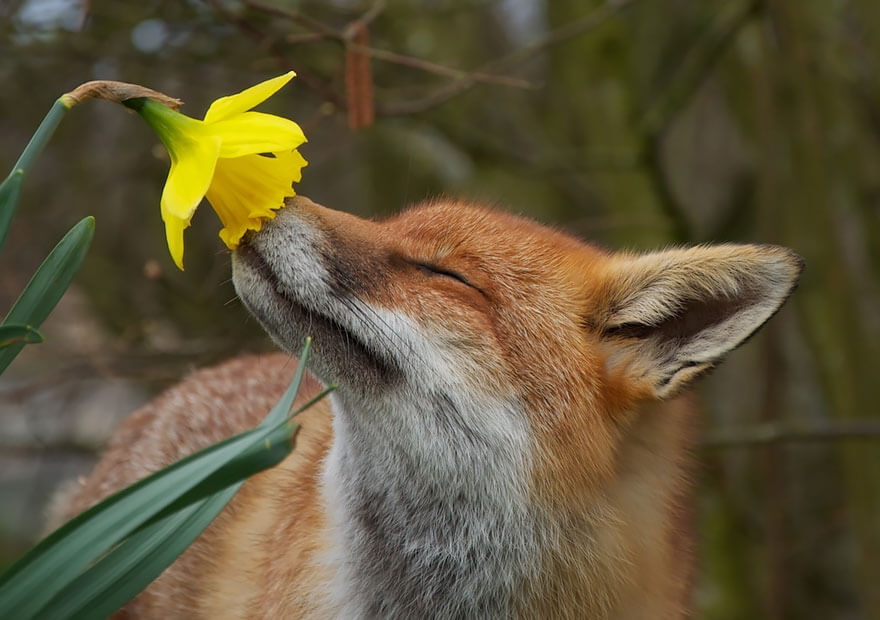 inspiringlife.pt - 28 animais a cheirarem flores que vão tornar o teu dia muito mais feliz