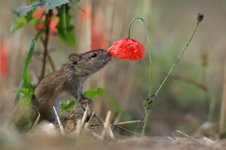 inspiringlife.pt - 28 animais a cheirarem flores que vão tornar o teu dia muito mais feliz