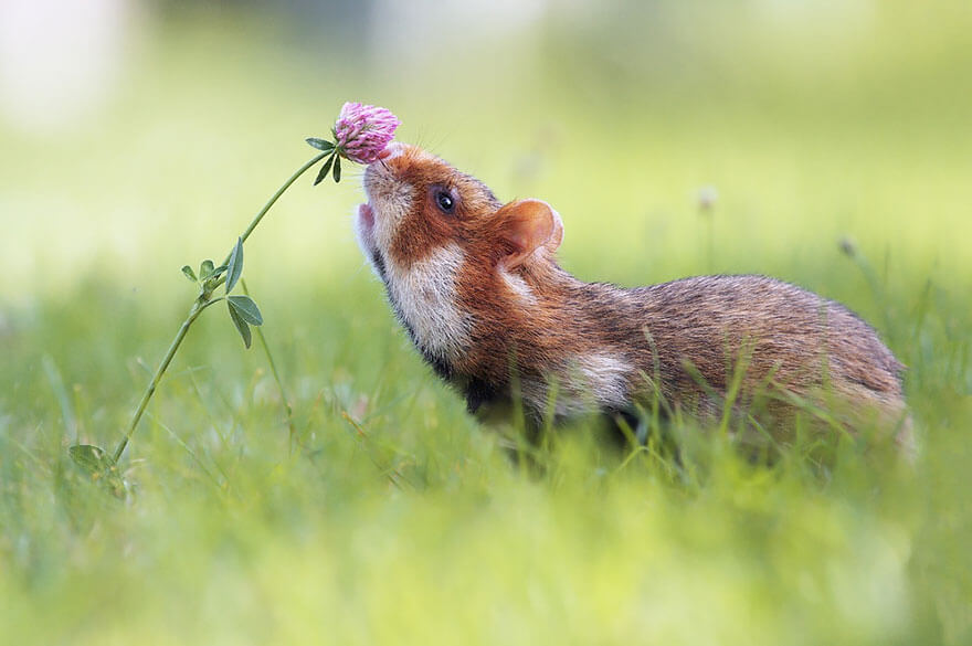 inspiringlife.pt - 28 animais a cheirarem flores que vão tornar o teu dia muito mais feliz