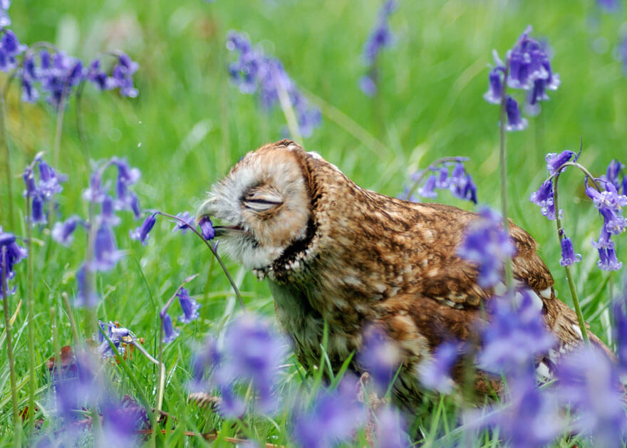 inspiringlife.pt - 28 animais a cheirarem flores que vão tornar o teu dia muito mais feliz