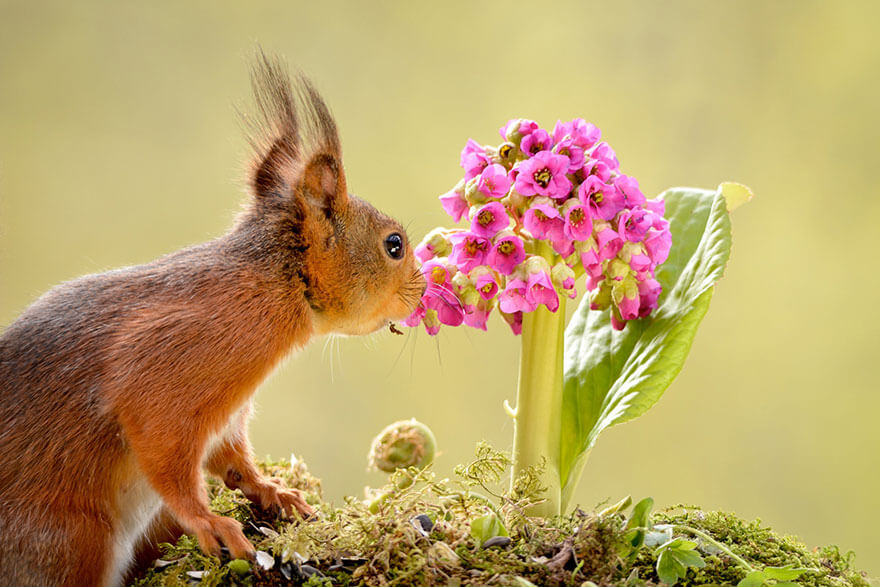 inspiringlife.pt - 28 animais a cheirarem flores que vão tornar o teu dia muito mais feliz