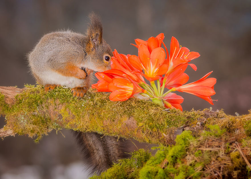 inspiringlife.pt - 28 animais a cheirarem flores que vão tornar o teu dia muito mais feliz