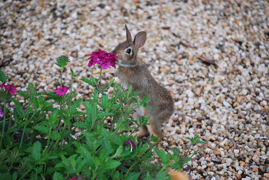 inspiringlife.pt - 28 animais a cheirarem flores que vão tornar o teu dia muito mais feliz