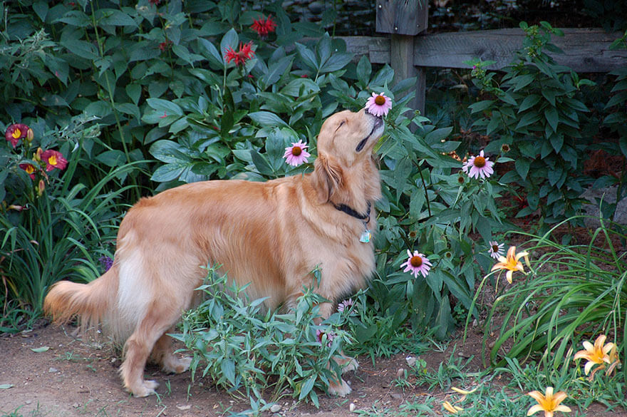 inspiringlife.pt - 28 animais a cheirarem flores que vão tornar o teu dia muito mais feliz