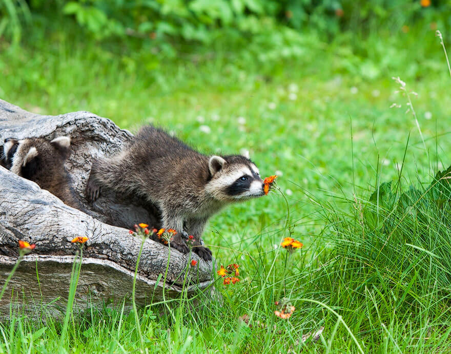 inspiringlife.pt - 28 animais a cheirarem flores que vão tornar o teu dia muito mais feliz