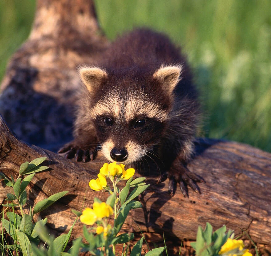 inspiringlife.pt - 28 animais a cheirarem flores que vão tornar o teu dia muito mais feliz