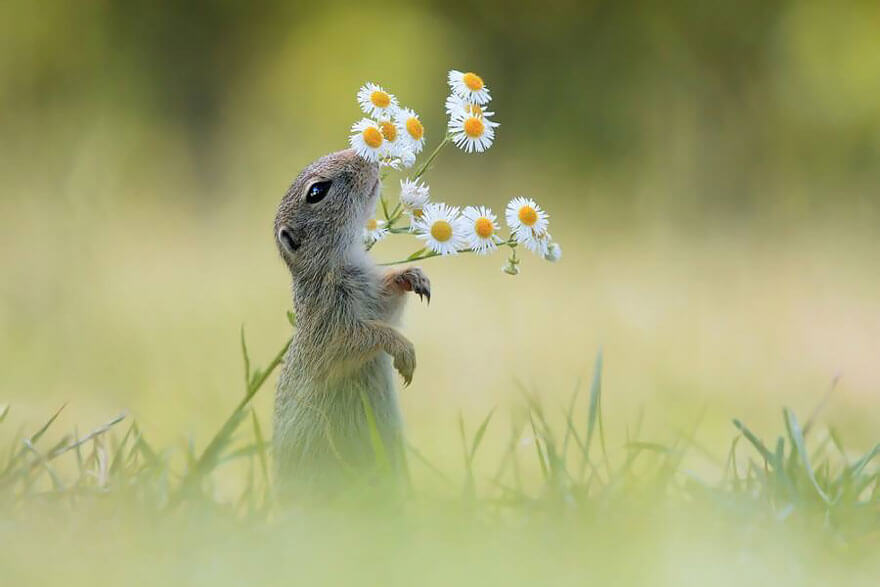 inspiringlife.pt - 28 animais a cheirarem flores que vão tornar o teu dia muito mais feliz