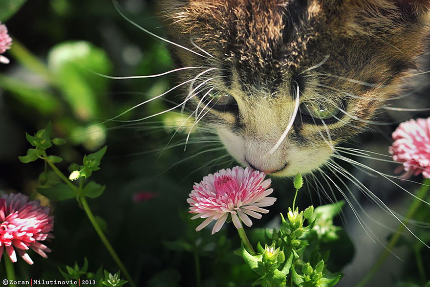 inspiringlife.pt - 28 animais a cheirarem flores que vão tornar o teu dia muito mais feliz