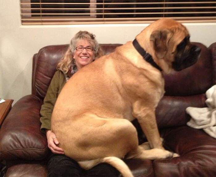 inspiringlife.pt - 22 cachorros que ainda não perceberam o quão grandes estão