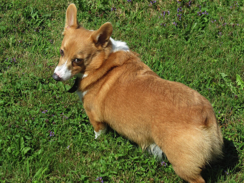 inspiringlife.pt - 28 cachorros mais expressivos que a maioria dos humanos