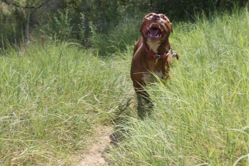 inspiringlife.pt - 28 cachorros mais expressivos que a maioria dos humanos