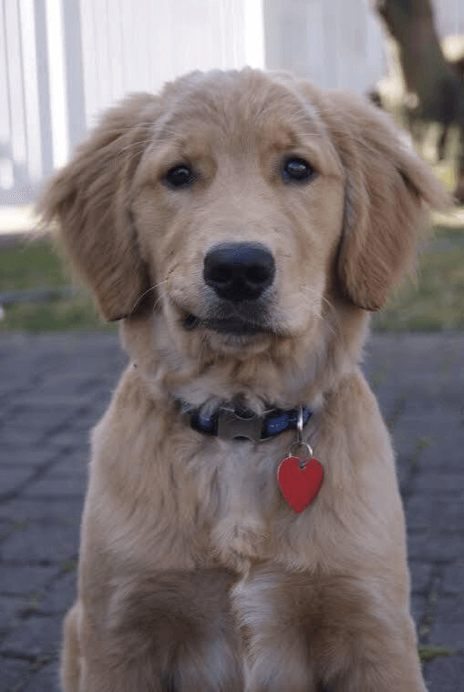 inspiringlife.pt - 28 cachorros mais expressivos que a maioria dos humanos