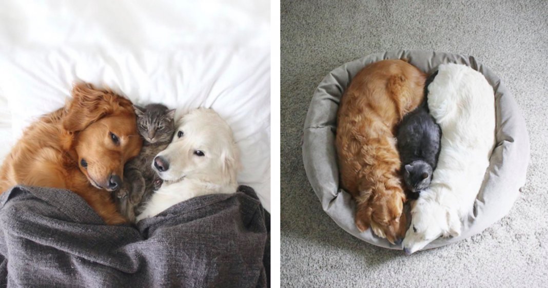 Dois cachorros e um gato – três melhores amigos inseparáveis que vão tornar o teu dia melhor