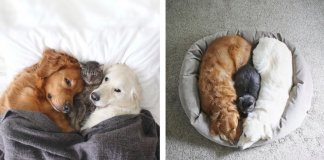 Dois cachorros e um gato – três melhores amigos inseparáveis que vão tornar o teu dia melhor