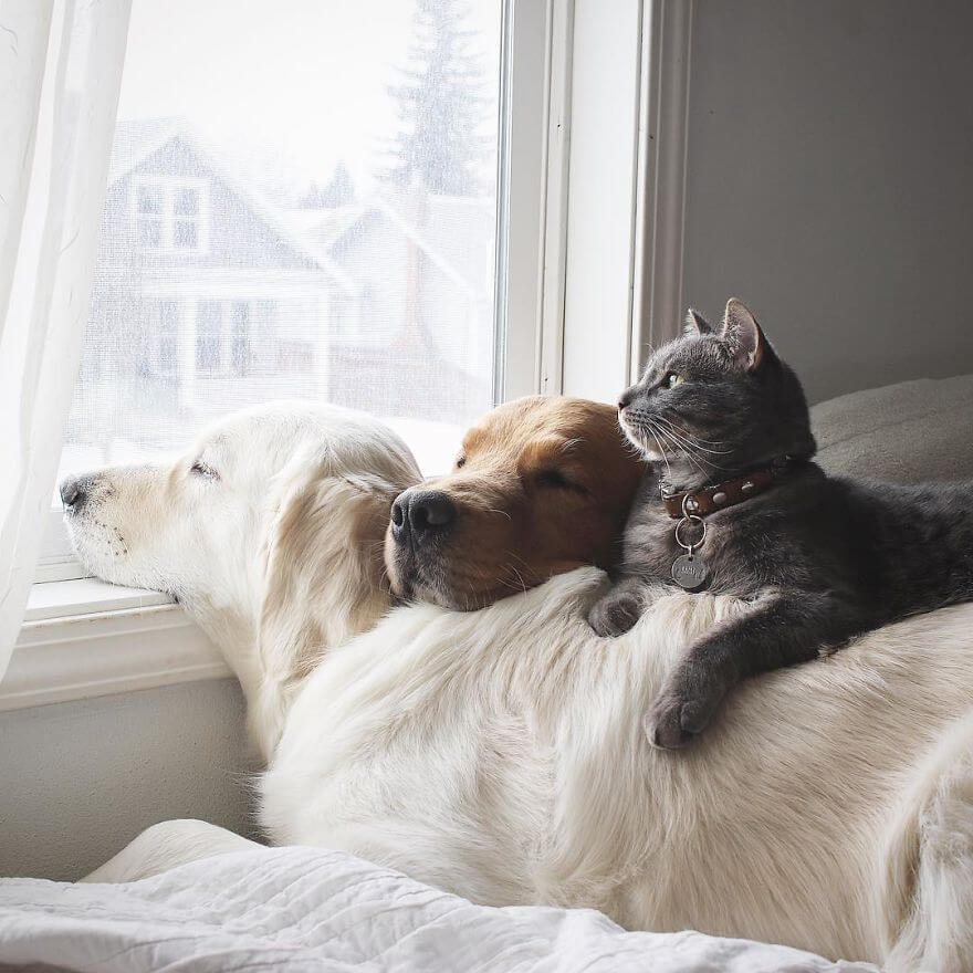 inspiringlife.pt - Dois cachorros e um gato - três melhores amigos inseparáveis que vão tornar o teu dia melhor